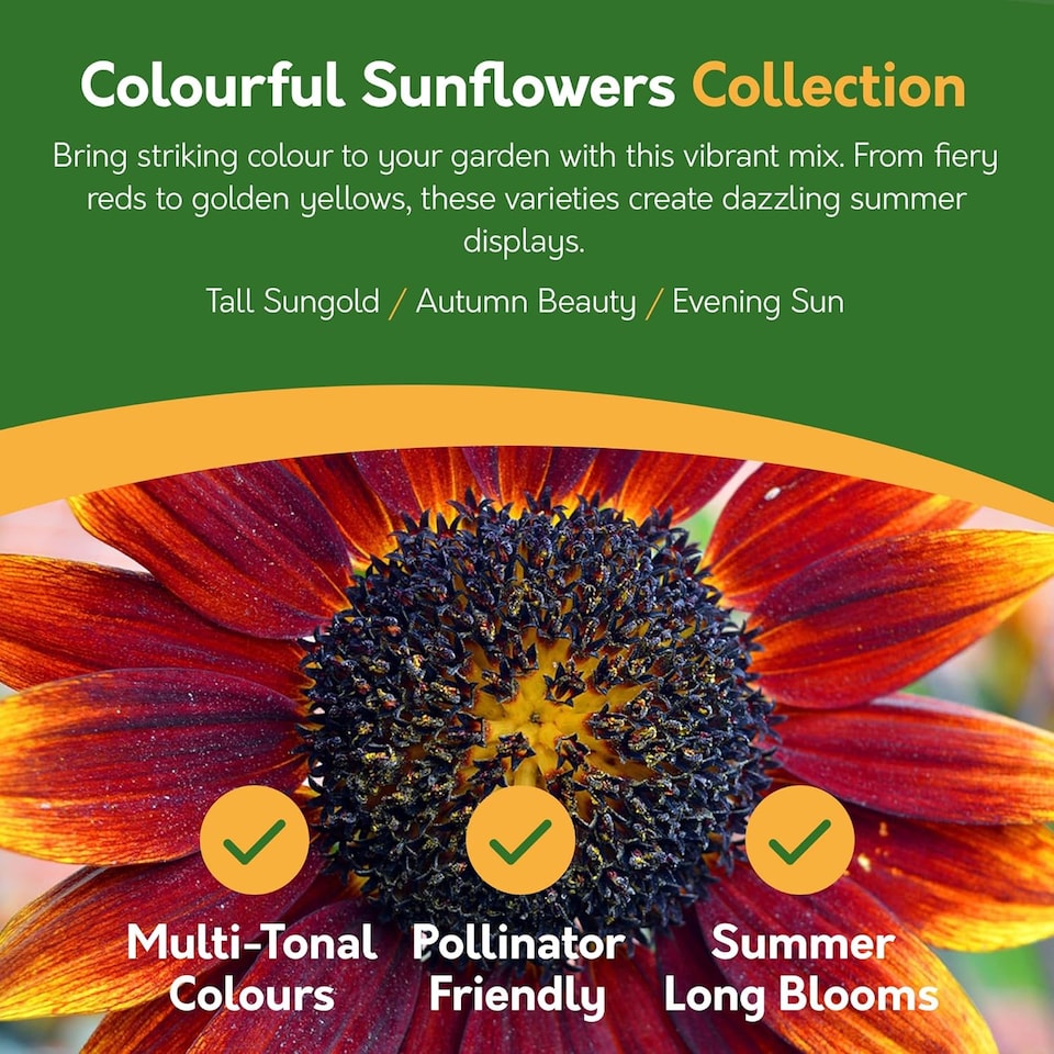 image 1 of Pronto Seed Sunflower Bumper Pack - 6 Varieties, Colourful and Yellow Sunflowers for Pots and Borders