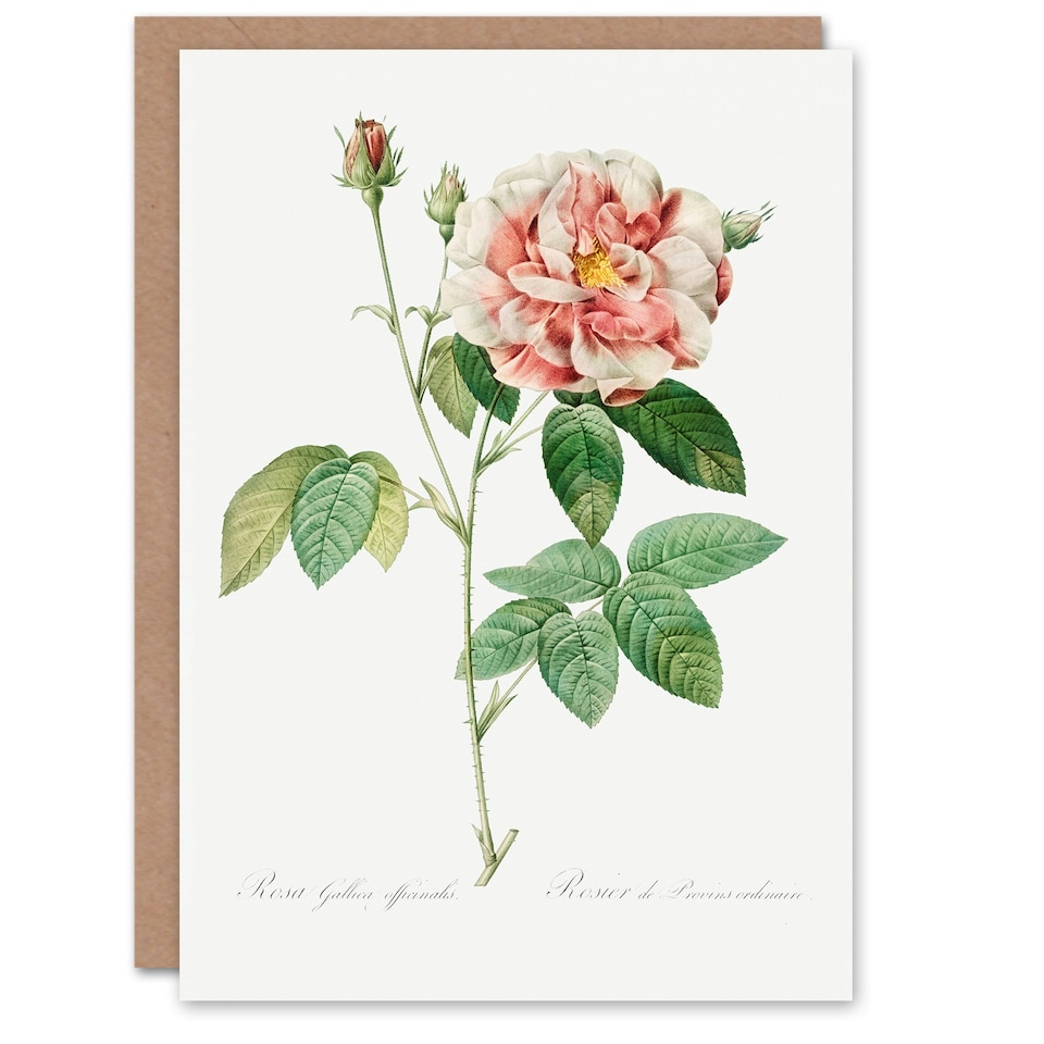 image 1 of Pierre-Joseph Redouté Art Card Rosa Gallica Giant Rose Vintage Floral