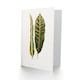 image 2 of AF Lydon Benjamin Fawcett Croton Plant Leaf Varieties Art Card