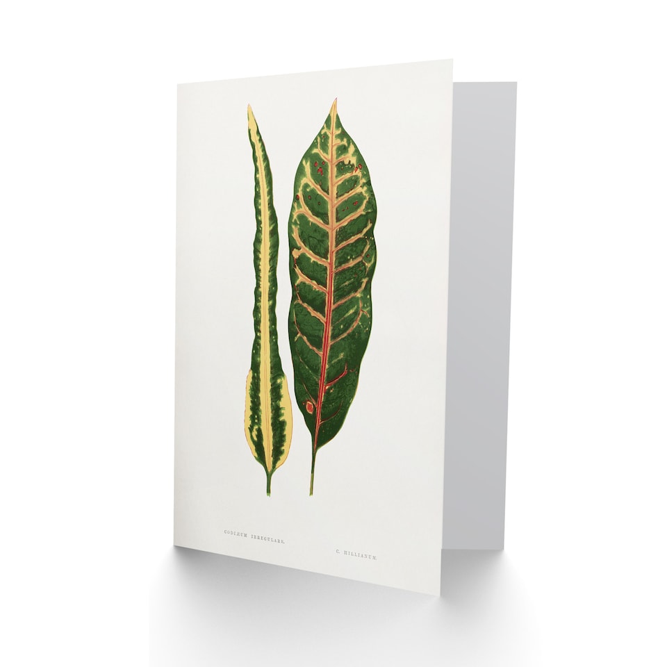 image 1 of AF Lydon Benjamin Fawcett Croton Plant Leaf Varieties Art Card