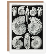 Ernst Haeckel Art Card Ammonite Fossil Cephalopods