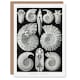 image 1 of Ernst Haeckel Art Card Ammonite Fossil Cephalopods