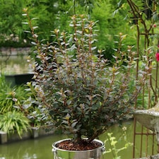 Marshalls Garden Physocarpus 'Little Joker' - Compact Red-Foliage Shrub 9cm
