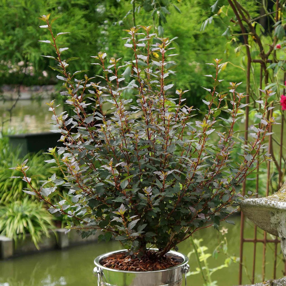 image 1 of Marshalls Garden Physocarpus 'Little Joker' - Compact Red-Foliage Shrub 9cm