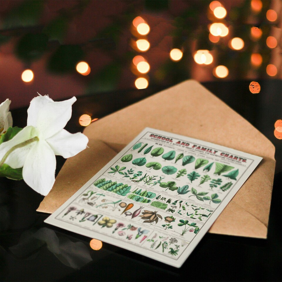 image 1 of Willson and Calkins Art Card Chart No XIX Vintage Botanical