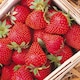image 2 of Carbeth Plants Strawberry Symphony Fruit Plant 2 x 6 Pack - Hardy Perennial Fruiting Plants for Beds, Borders or Pots