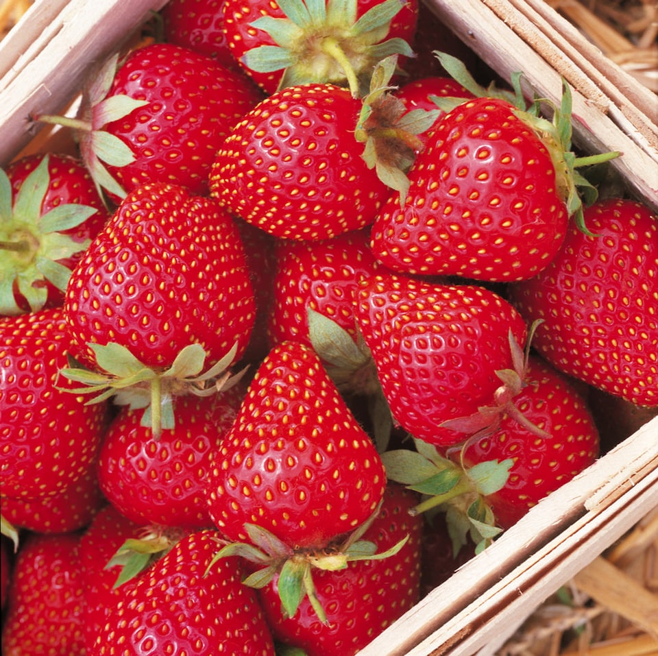 image 1 of Carbeth Plants Strawberry Symphony Fruit Plant 2 x 6 Pack - Hardy Perennial Fruiting Plants for Beds, Borders or Pots