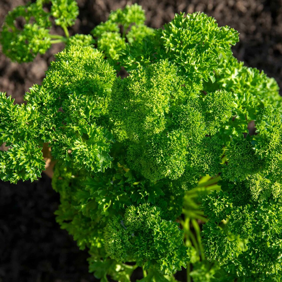 image 1 of Marshalls Garden Parsley 'Moss Curled'