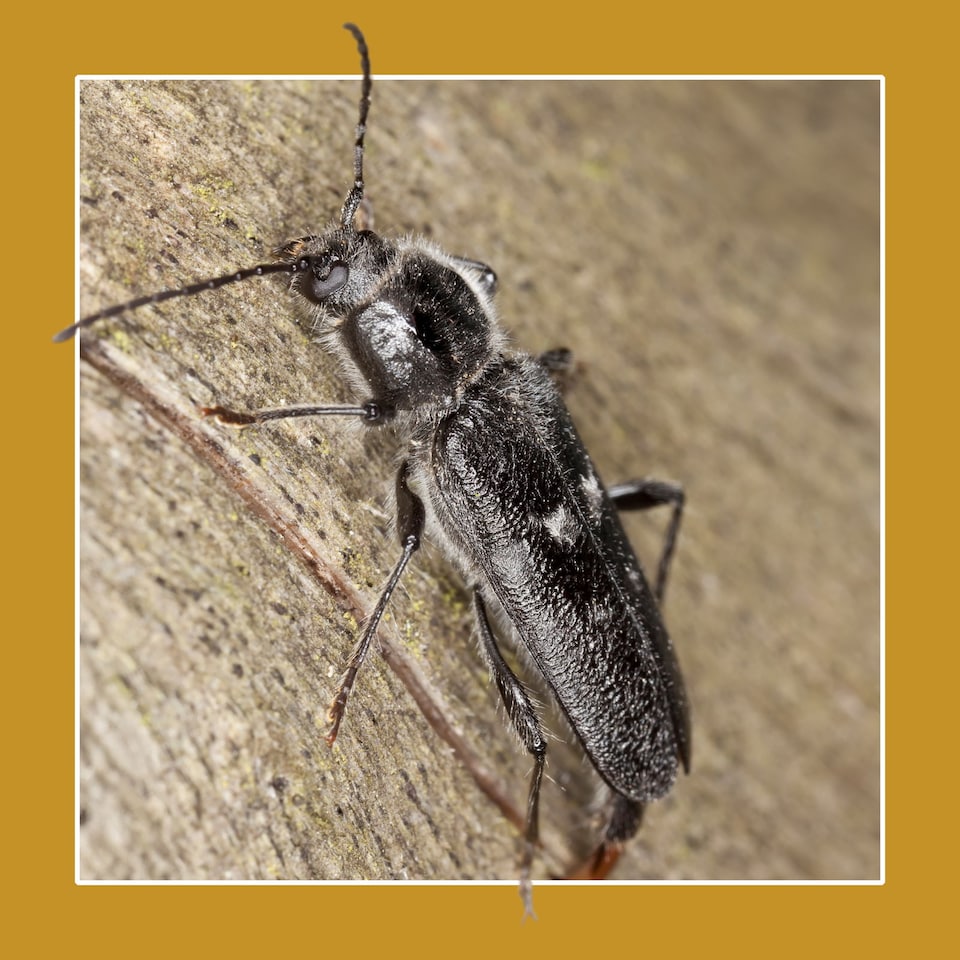 image 1 of Soluguard Woodworm Sprayer Kit 2 x 5 Litres - Ready For Use High Strength Woodworm Killer