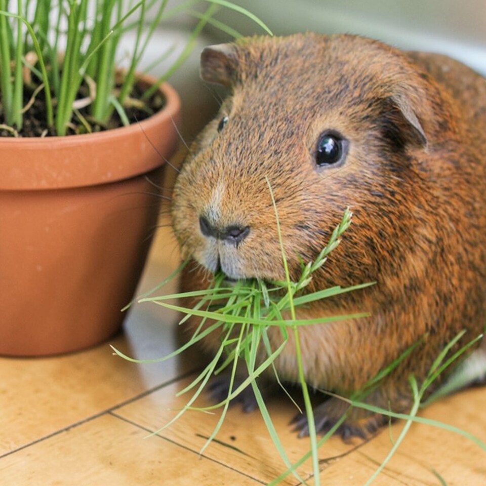 image 1 of Guinea Pig Wheat Grass Hordeum in 13cm Pot - Natural Forage Treat & Enrichment Plant - Edible Grass for Guinea Pigs & Small Pets