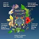 image 3 of Pukka Herbs Favourites Herbal Tea Gift Set, Ideal Gifts, 30 Teabags, 5 Flavours
