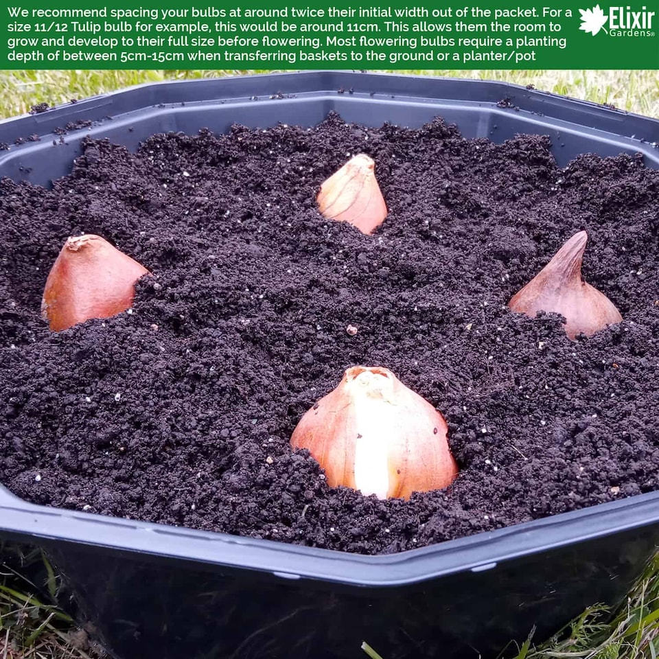 image 1 of Elixir Gardens Black Bulb Baskets 26cm Daffodil Tulip Crocus Snowdrop Allium Easy Planter (Quantity x 16)