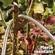 image 5 of Easy Hose Stainless Steel Garden Water Hosepipe Rust Proof & Tangle Free with Hand Held Spray Nozzle (75ft) | Silver