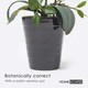 image 4 of Homescapes White Orchid 56 cm Phalaenopsis in Ceramic Pot
