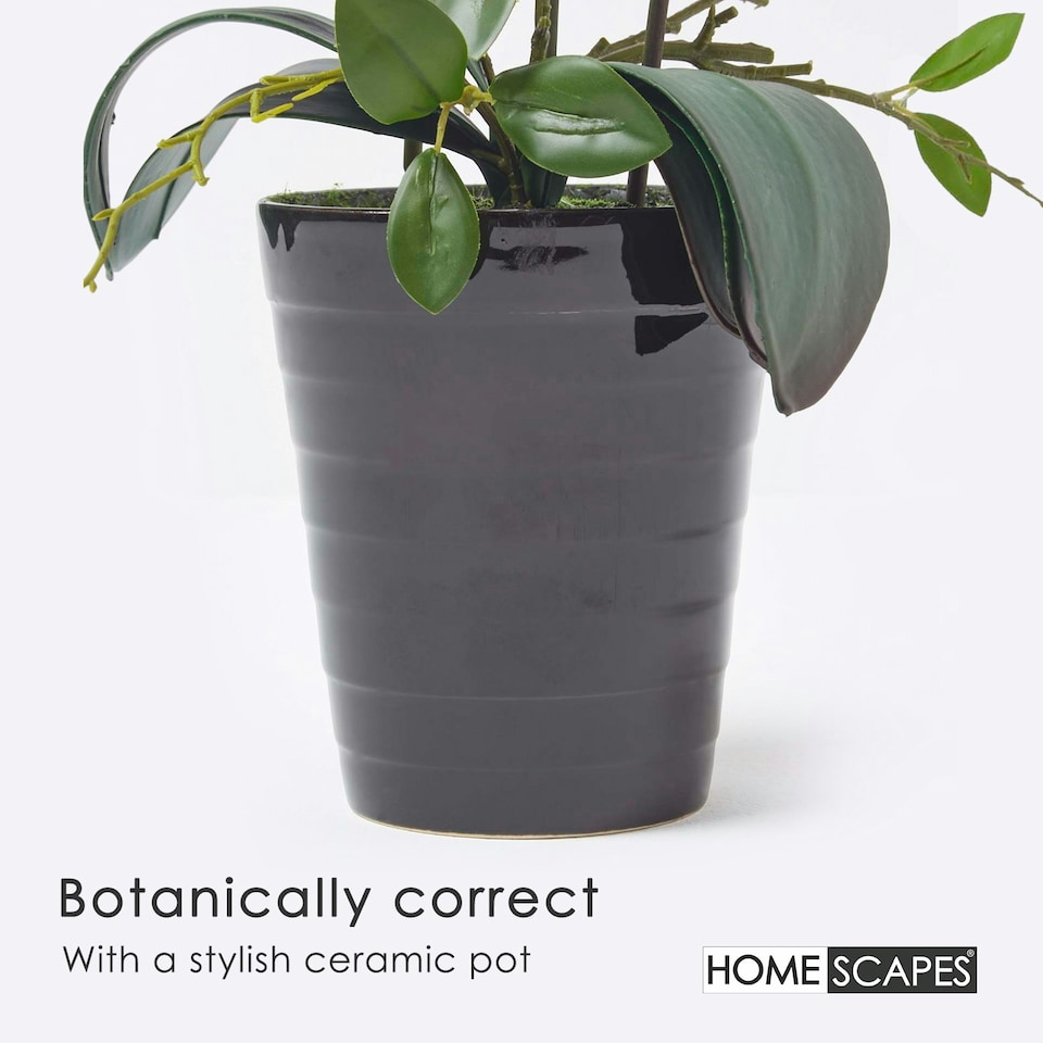 image 1 of Homescapes White Orchid 56 cm Phalaenopsis in Ceramic Pot