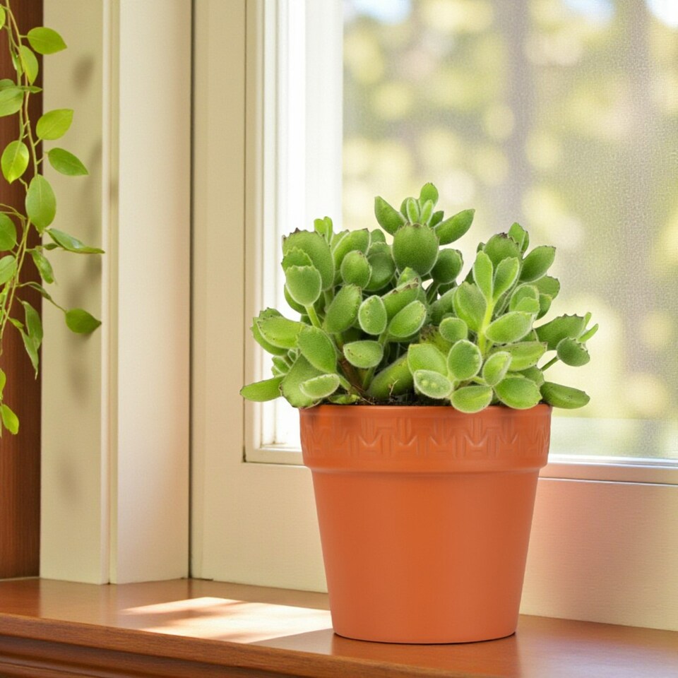 image 1 of 1 x Cotyledon Ladismithiensis Bear Paw Succulent Indoor Plant in 13cm Pot - Fuzzy Easy Care Eye Catching Plant for Home or Office