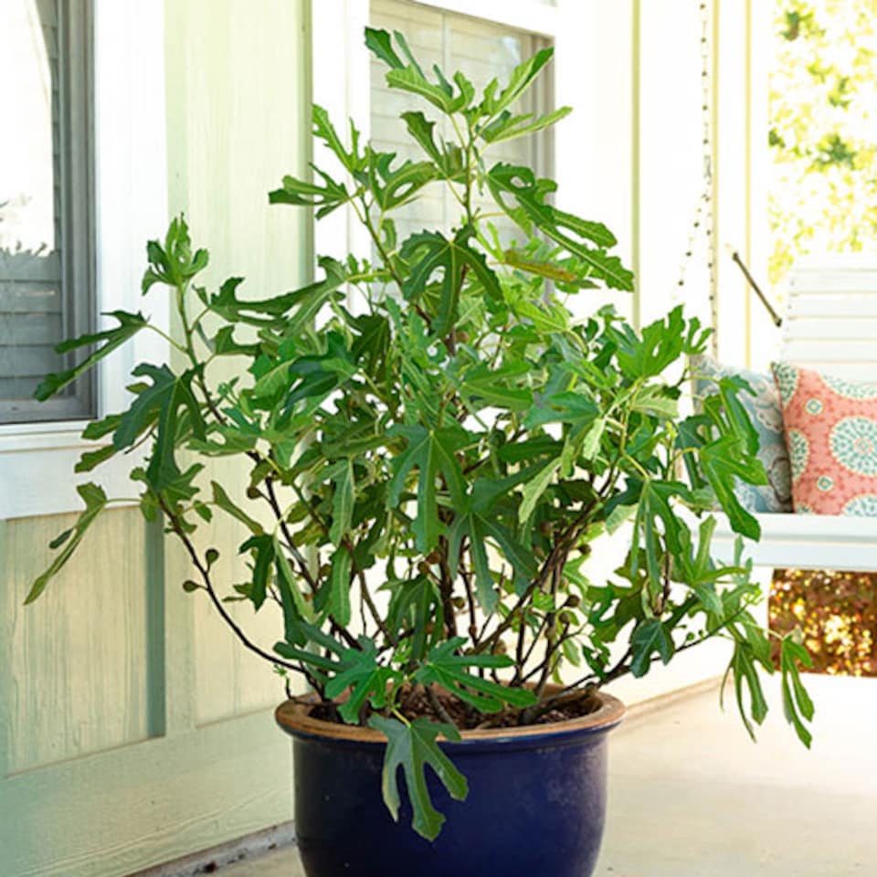 image 1 of YouGarden Ficus 'Little Miss Figgy', Dwarf Fig Tree, 3 Litre Potted, Ready to Plant, Hardy and Compact, Great for Small Gardens