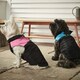 image 9 of Dog Puffer Jacket - Bunty Blue | XL