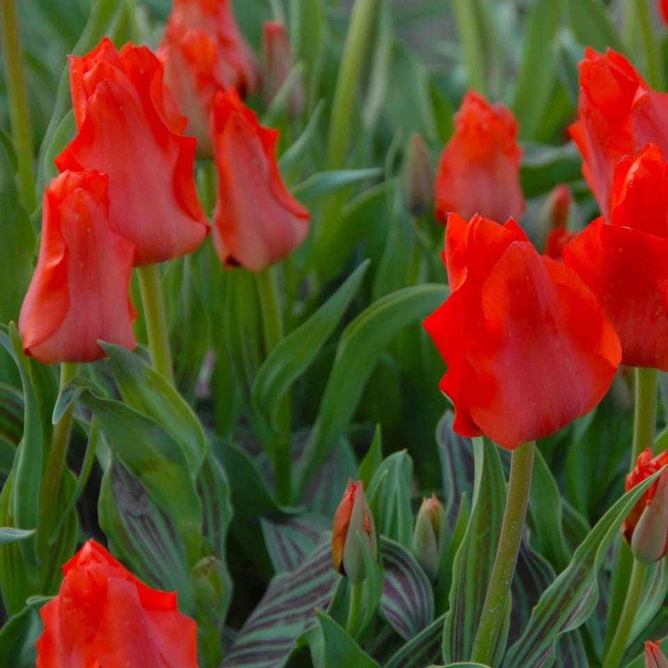 image 1 of Marshalls Garden Tulip Bulbs 'Red Riding Hood' (10 Bulbs)