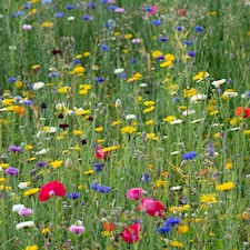 Pegdev 500g Pro Flora Wild Flower Seed Mix for Biodiversity and Conservation