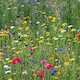 image 1 of Pegdev 500g Pro Flora Wild Flower Seed Mix for Biodiversity and Conservation