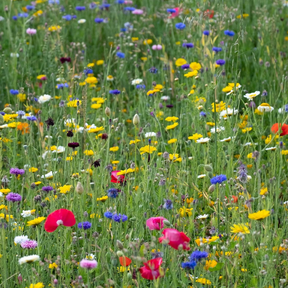 image 1 of Pegdev 500g Pro Flora Wild Flower Seed Mix for Biodiversity and Conservation
