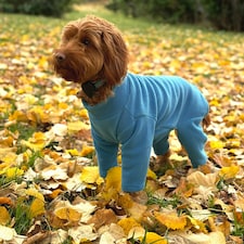 Four Legged Dog Fleece - XL / Teal Blue | XL