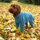 image 1 of Four Legged Dog Fleece - XL / Teal Blue | XL