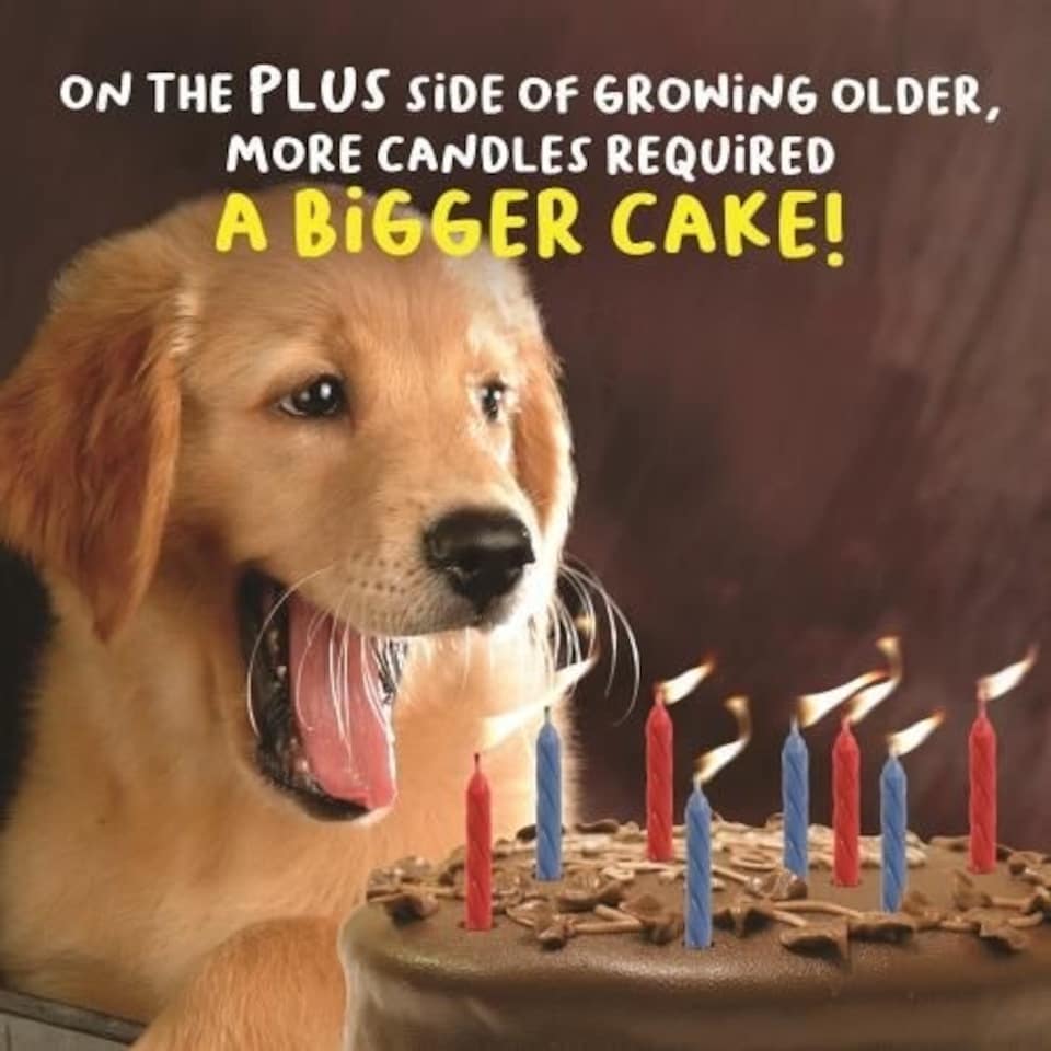 Virtual Safari Birthday Card for Her, Female Birthday Card, Funny Birthday Card for her