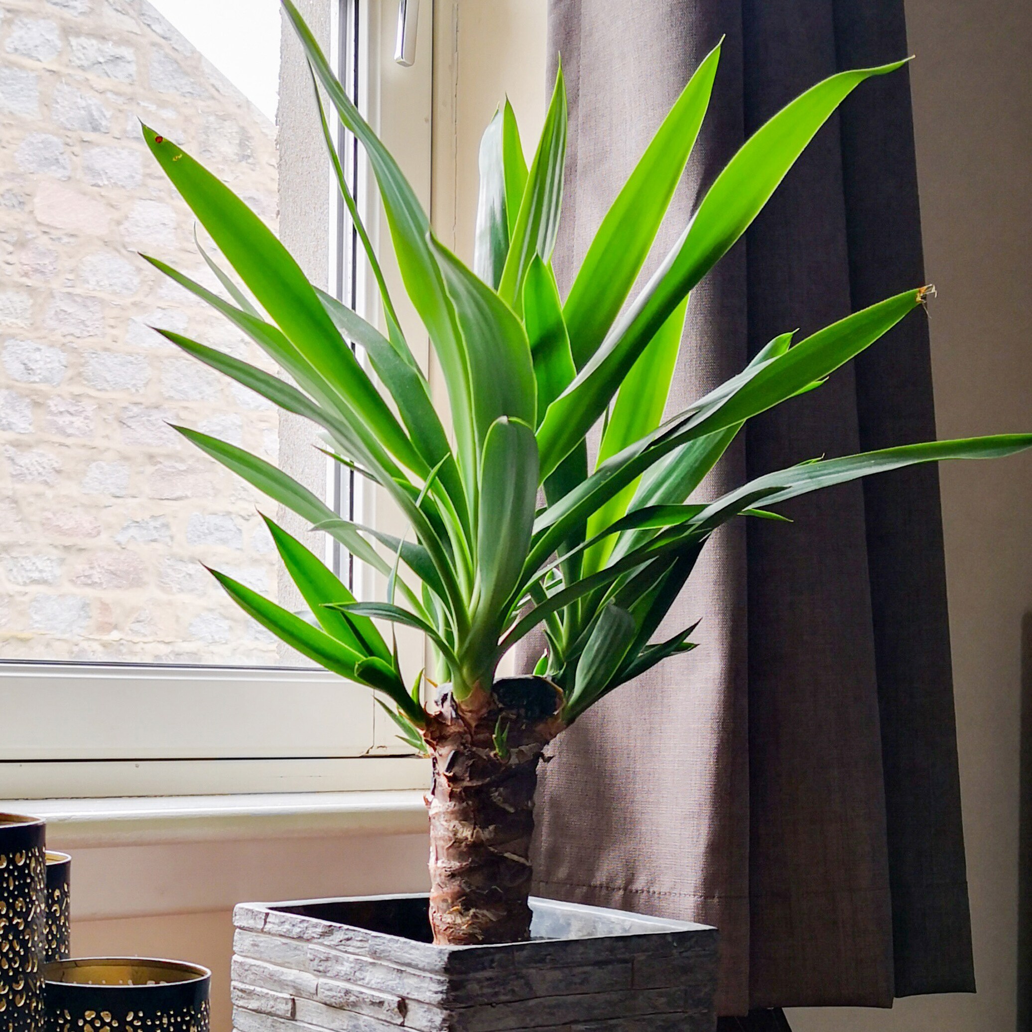 Yucca elephantipes, Single Stem, 1 x houseplant in 11cm pot and