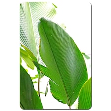 Green Leaf Placemat Set