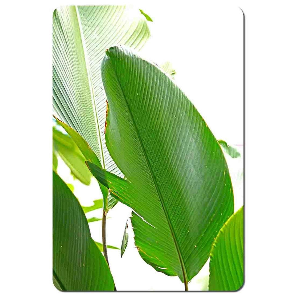 Green Leaf Placemat Set