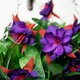 image 2 of Primrose Artificial Fuchsia Flowers with Rattan Hanging Basket in Purple 25cm