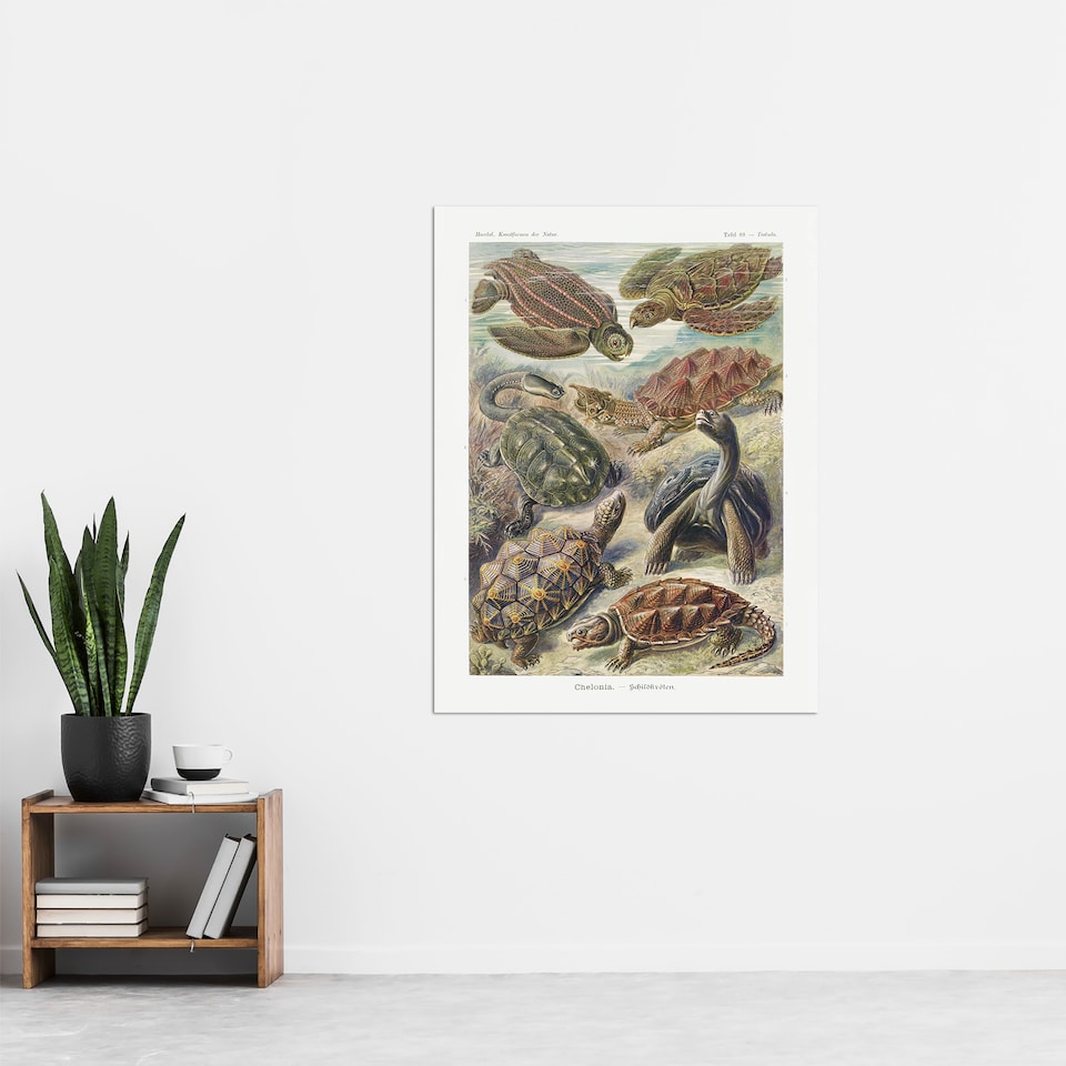 image 1 of Chelonia Turtles Vintage Haeckel Botanical Huge Wall Art Poster Print 24X32"
