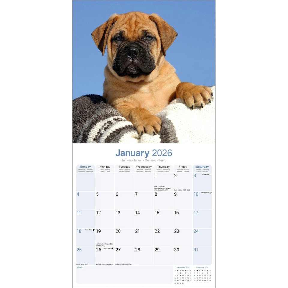 image 1 of Bull Mastiff 2026 Calendar | Square Wall Calendar | Dog Breed Gift | Plastic Free Packaging | by Avonside Publishing