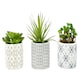 image 1 of Fiori Set of 3 Succulents in Henna Ceramic Pots