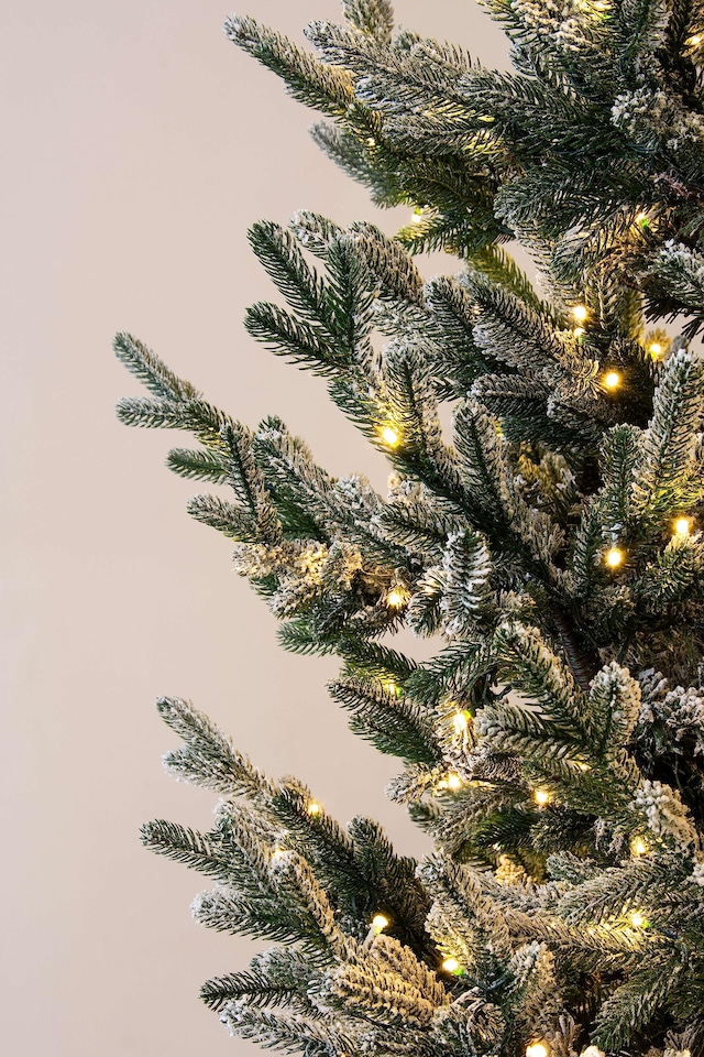 image 1 of Christmas Tree World  6ft/180cm Arbor Vitae Fir Half Christmas Tree