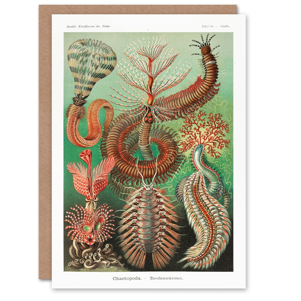 image 1 of Ernst Haeckel Art Card Chaetopoda Annelid Marine Worms