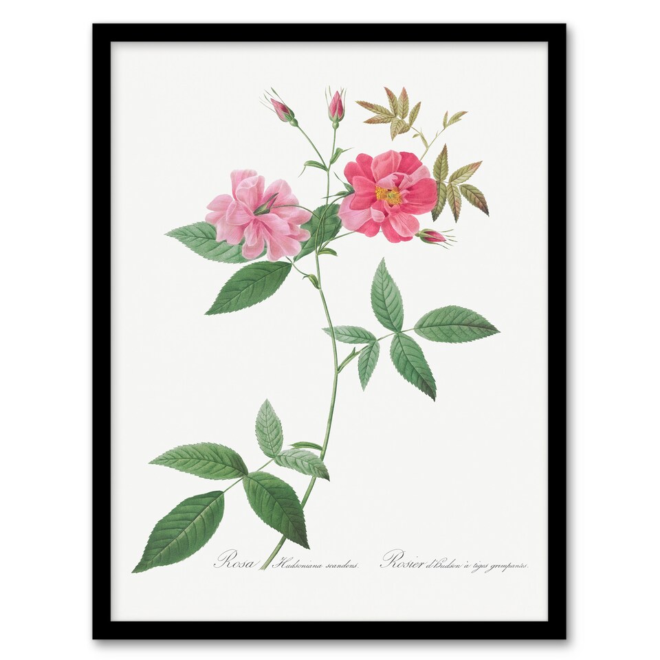 image 1 of Redoute Framed Wall Art Hudson Rosehip Vintage Botanical Illustration Home Décor