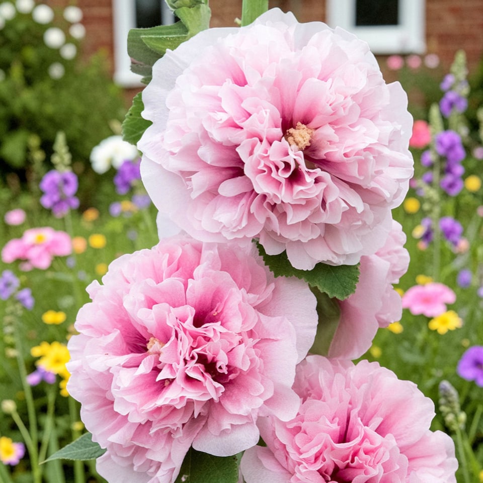 image 1 of Carbeth Plants 2 x Alcea Apple Blossom in 1L Pot - Hardy Hollyhock Cottage Garden Perennial Plant | Multi