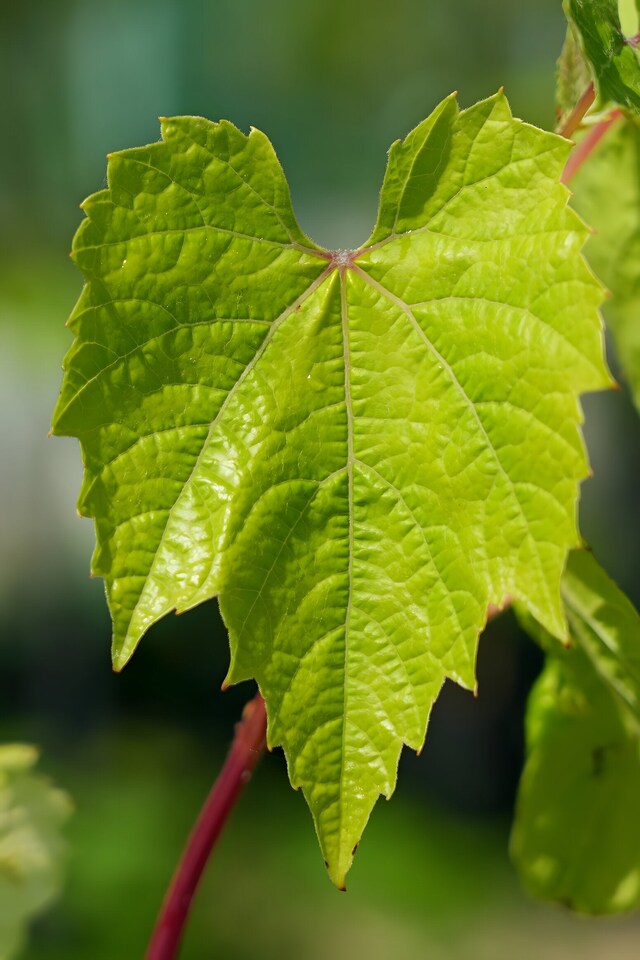 image 1 of Grape Vine 'Aurore' - Hardy Outdoor White Dessert Variety