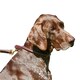 image 2 of Weatherbeeta Rolled Leather Dog Collar - Brown - XS