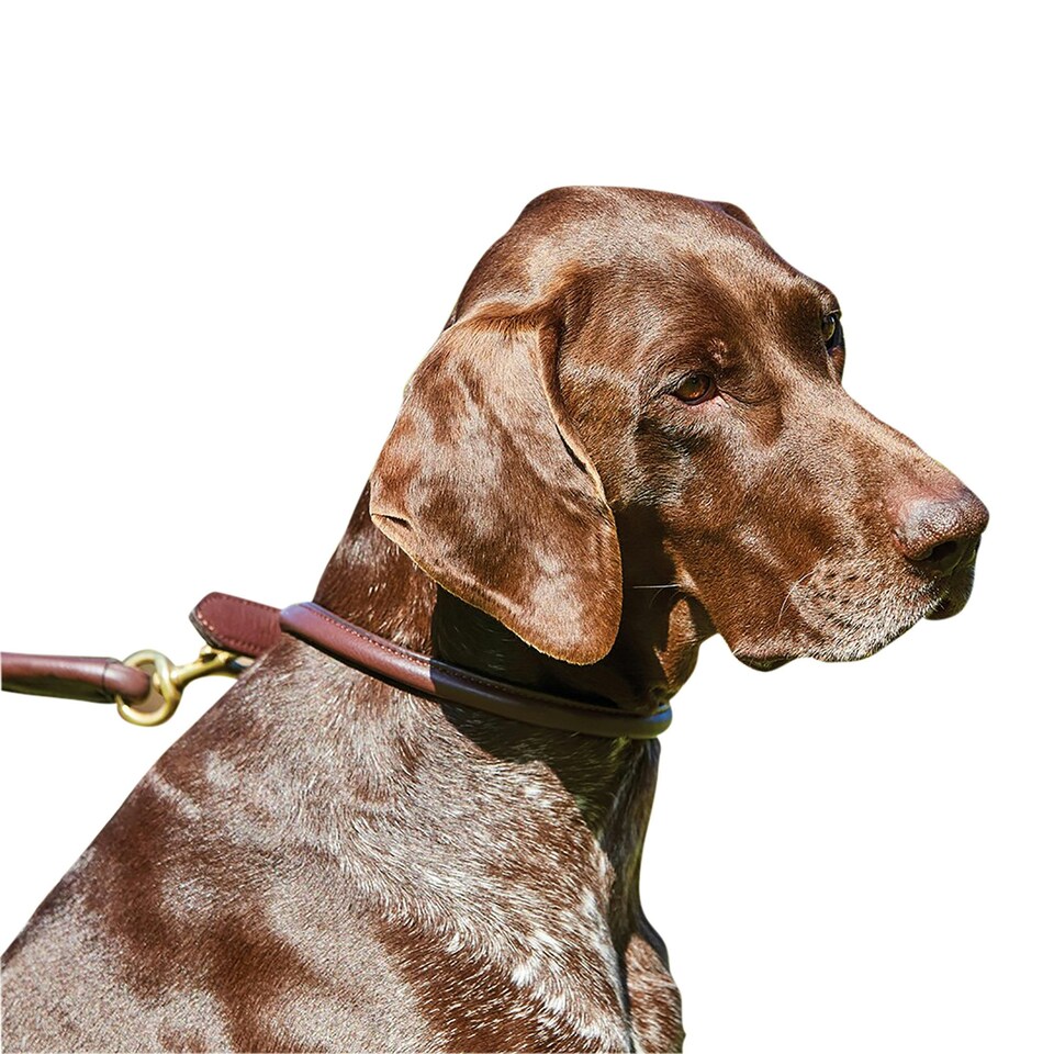 image 1 of Weatherbeeta Rolled Leather Dog Collar - Brown - XS