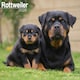 image 1 of Rottweiler 2026 Calendar | Square Wall Calendar | Dog Breed Gift | Plastic Free Packaging | by Avonside Publishing