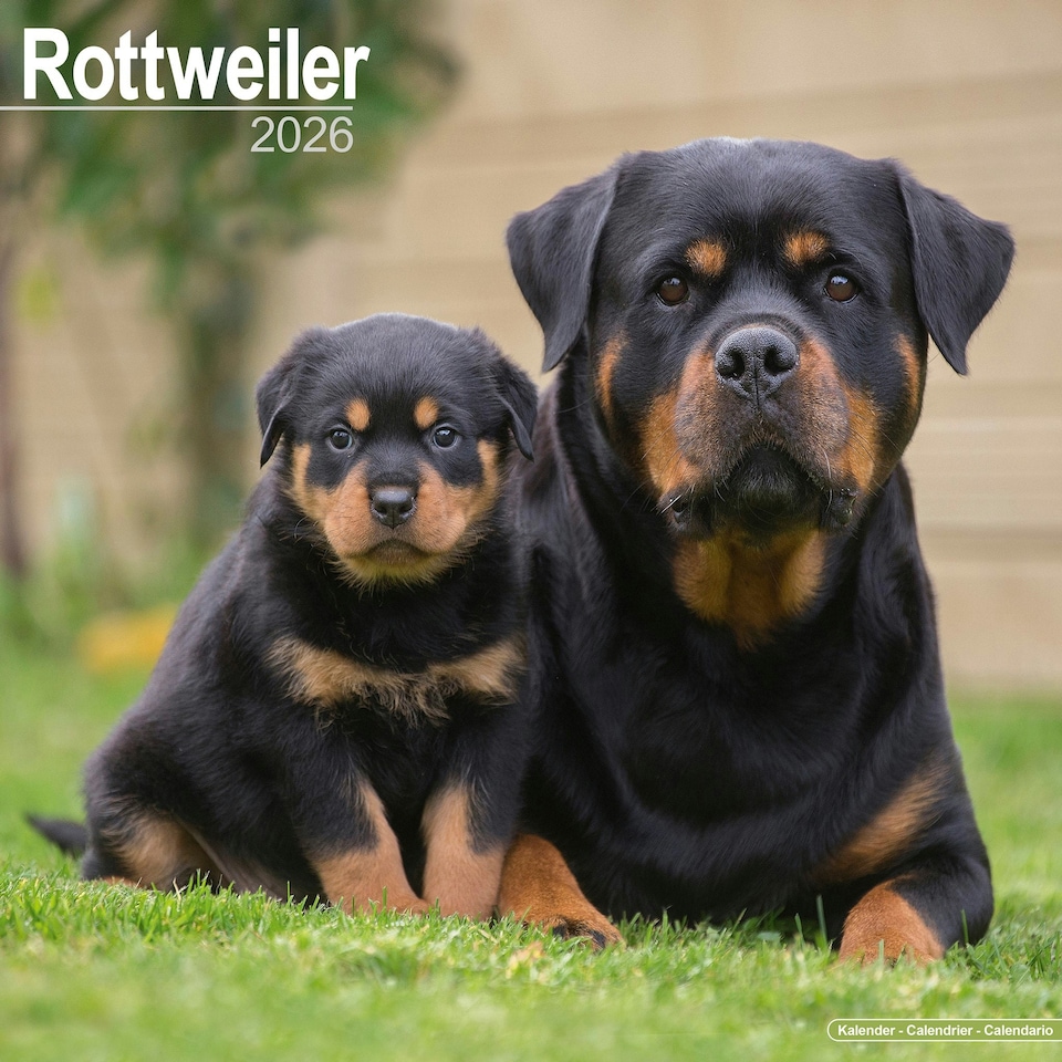 image 1 of Rottweiler 2026 Calendar | Square Wall Calendar | Dog Breed Gift | Plastic Free Packaging | by Avonside Publishing