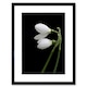 image 1 of Snowdrops Spring Flowers Bloom White Black 12x16" Framed Wall Art Print