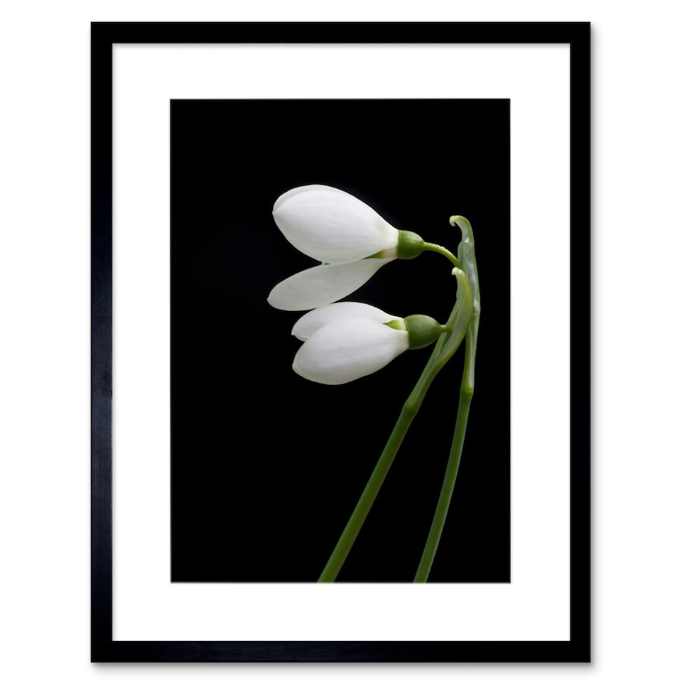 image 1 of Snowdrops Spring Flowers Bloom White Black 12x16" Framed Wall Art Print