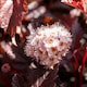 image 6 of Marshalls Garden Physocarpus 'Lady in Red' shrub 9cm