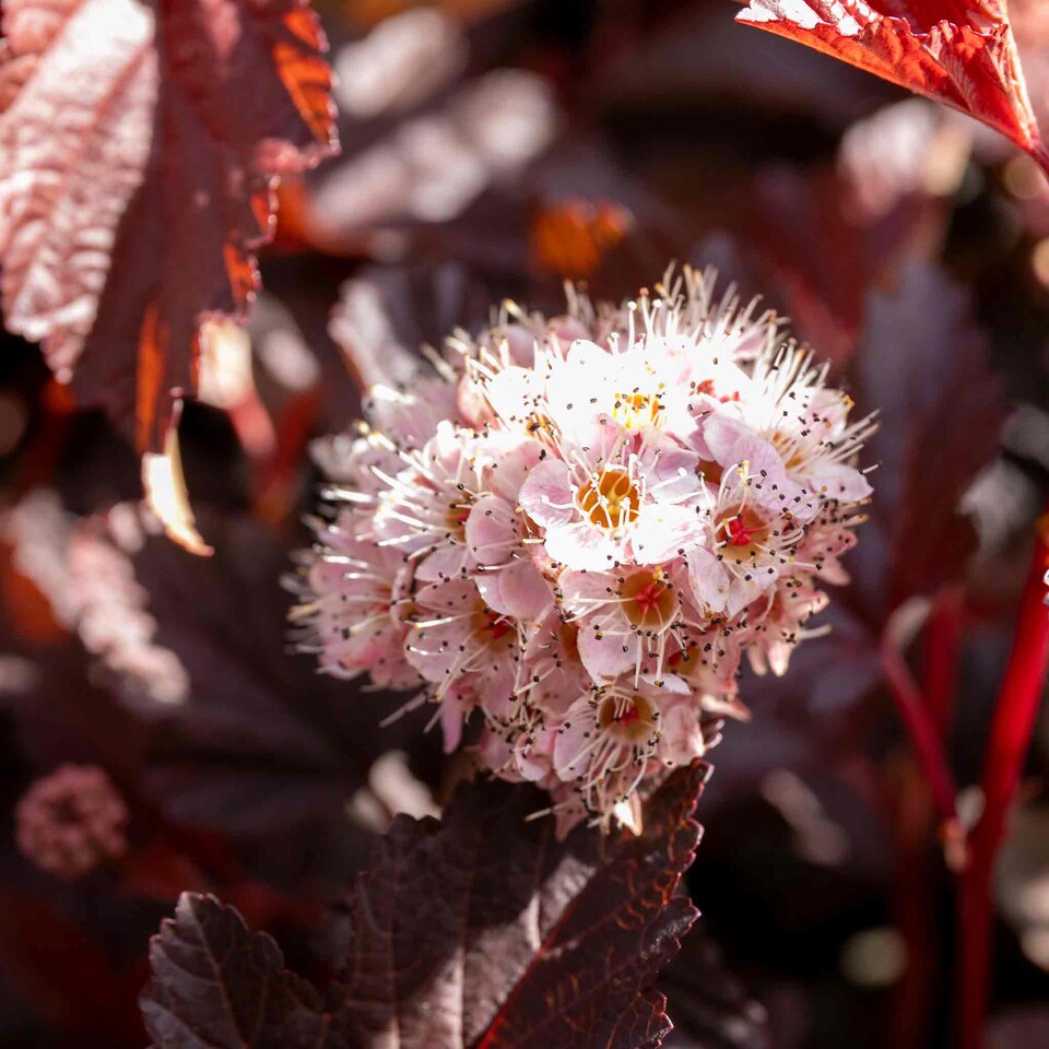 image 1 of Marshalls Garden Physocarpus 'Lady in Red' shrub 9cm