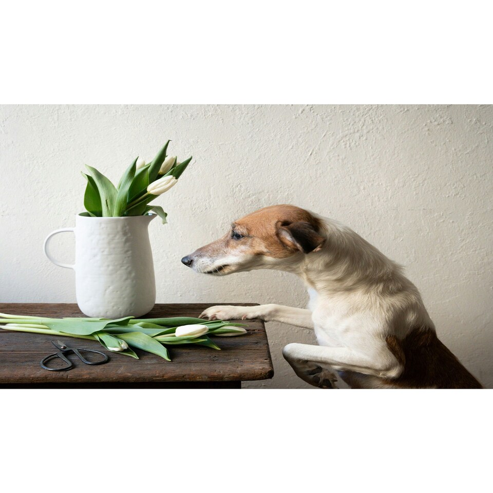 image 1 of Pure Collection Decorative Vase - 23 cm (H) x 18 cm (W) x 18 cm (D)